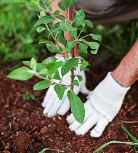 Platio e Cultivo