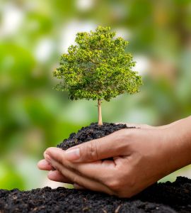 Arborizao e Plantio